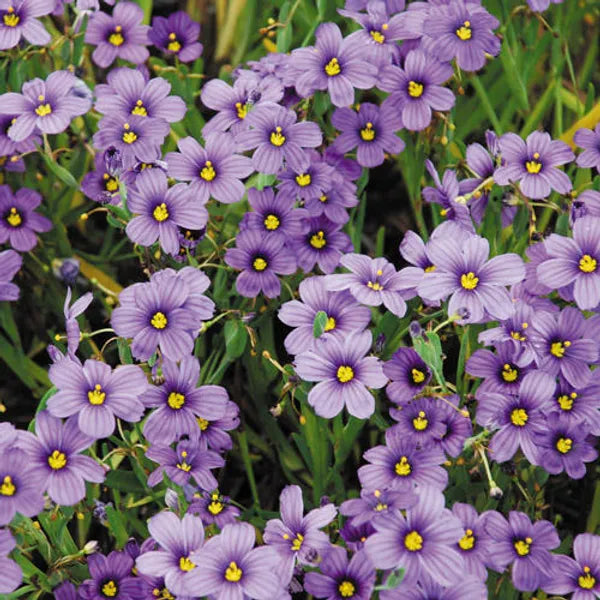 SYSIRINCHIUM ANGUSTIFOLIUM - VivaiVanetti