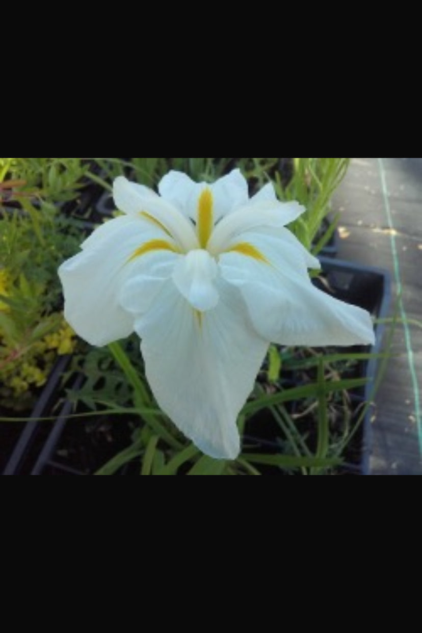 Iris Ensata Lady in Waiting (azzurro) - VivaiVanetti