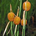 TYPHA MINIMA - VivaiVanetti