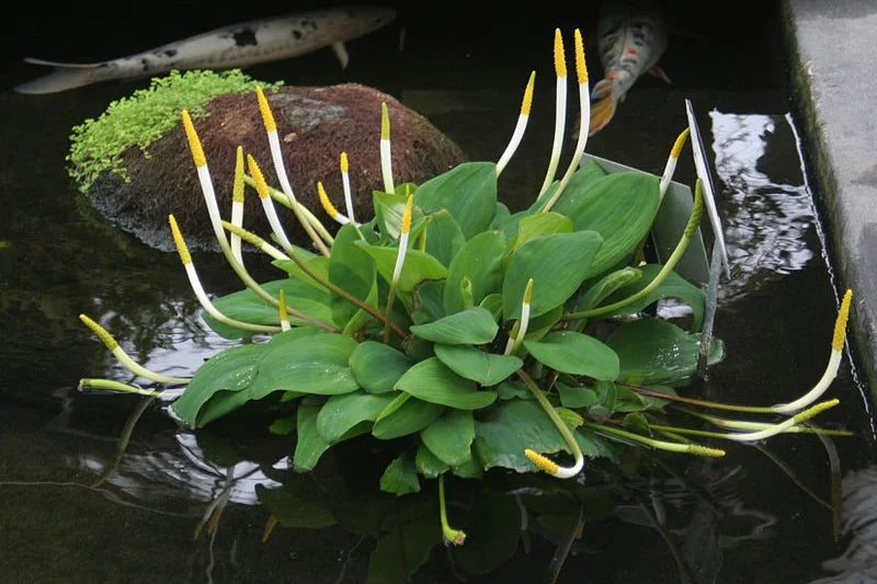 ORONTIUM AQUATICUM (Clava d’oro) - VivaiVanetti