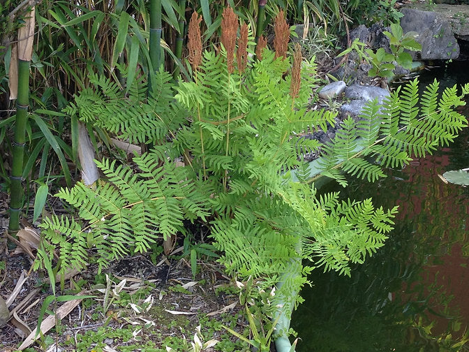 OSMUNDA REGALIS (Felce Regale) - VivaiVanetti