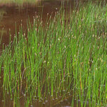 ELEOCHARIS PALUSTRIS - VivaiVanetti