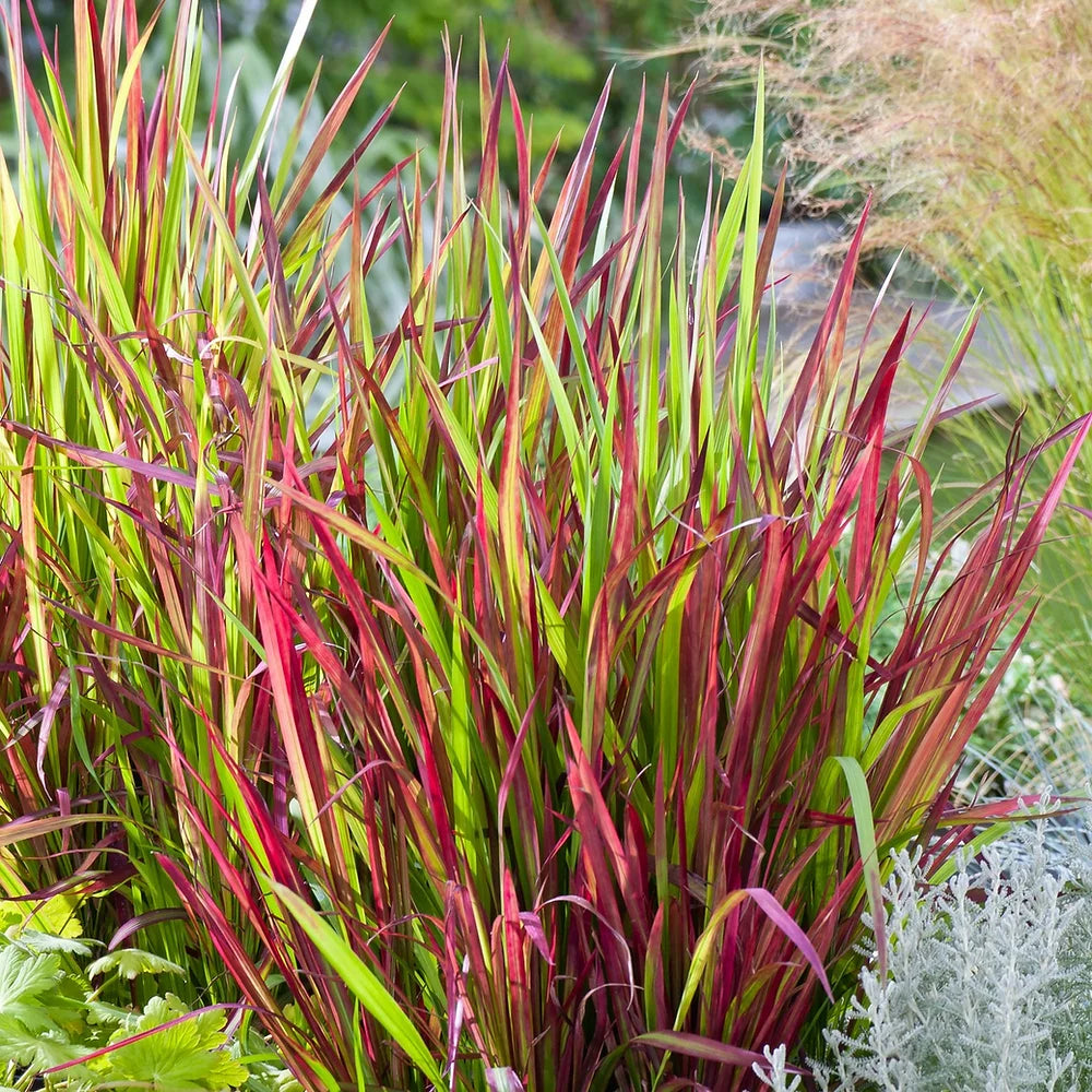 Imperata Cylindrica Red Baron - VivaiVanetti