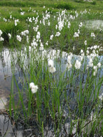 ERIOPHORUM ANGUSTIFOLIUM - VivaiVanetti
