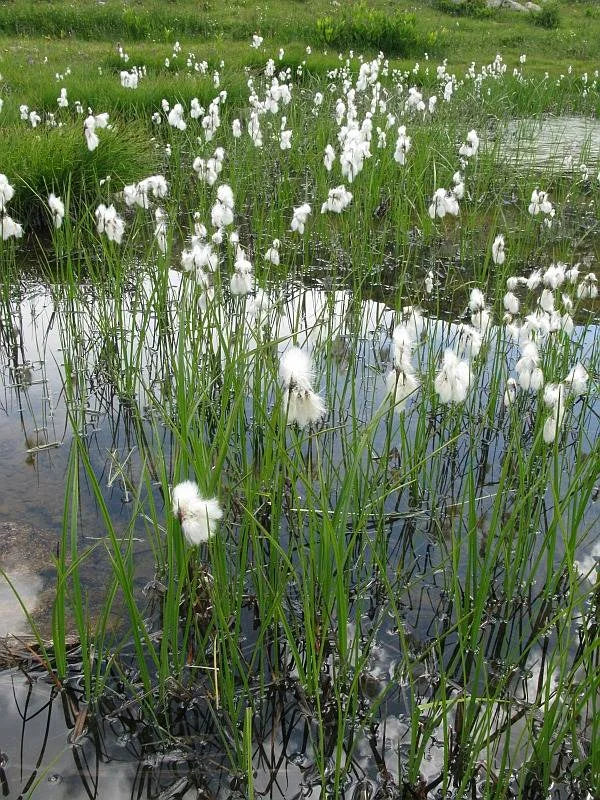 ERIOPHORUM ANGUSTIFOLIUM - VivaiVanetti
