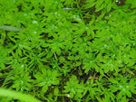 LEMNA TRISULCA - VivaiVanetti