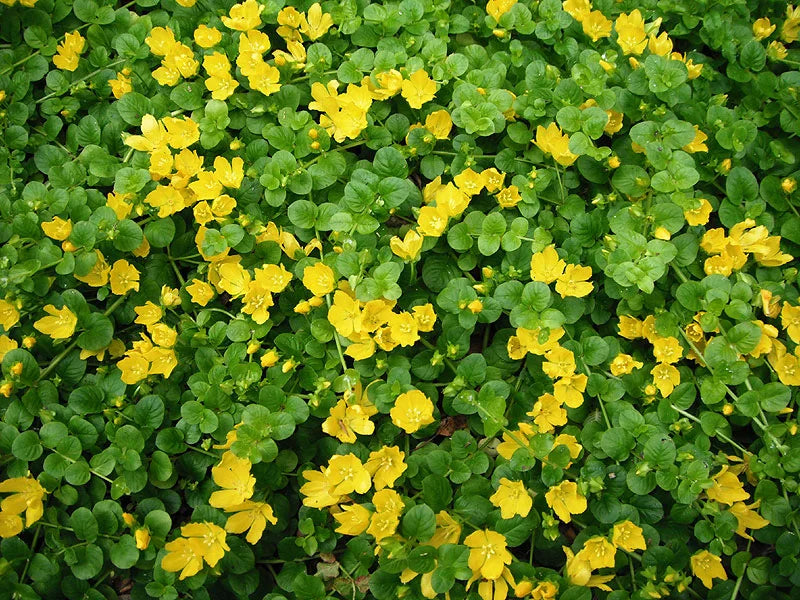 LYSIMACHIA NUMMULARIA - VivaiVanetti
