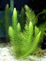 CERATOPHYLLUM DEMERSUM (Coda di volpe) - VivaiVanetti