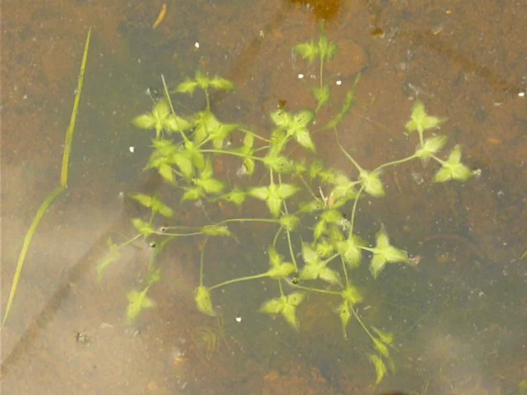 LEMNA TRISULCA - VivaiVanetti