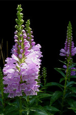 PHYSOSTEGIA VIRGINIANA - VivaiVanetti