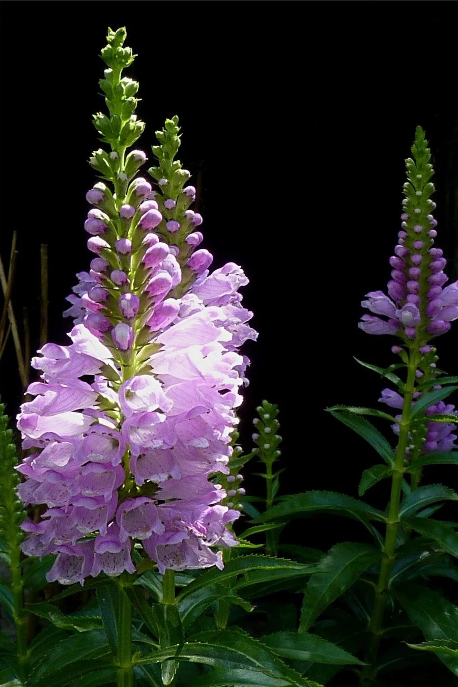 PHYSOSTEGIA VIRGINIANA - VivaiVanetti