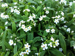 MYOSOTIS PALUSTRIS "Ice Pearl" - VivaiVanetti