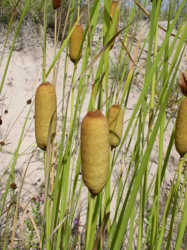 TYPHA LAXMANNII LEPECHIN - VivaiVanetti