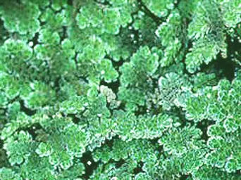 AZOLLA CAROLINIANA - VivaiVanetti
