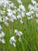 ERIOPHORUM ANGUSTIFOLIUM - VivaiVanetti
