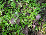CALLITRICHE VERNA (Erba gamberaia) - VivaiVanetti