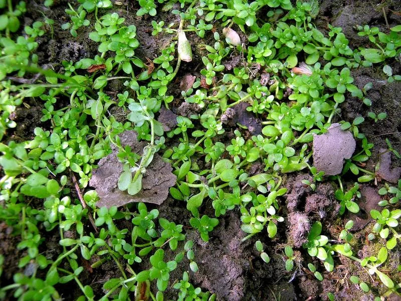 CALLITRICHE VERNA (Erba gamberaia) - VivaiVanetti