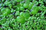 SPIRODELA POLYRHIZA (Lenticchia d'acqua maggiore) - VivaiVanetti