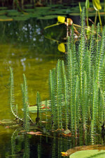 HIPPURIS VULGARIS - VivaiVanetti