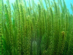 ELODEA CANADENSIS - VivaiVanetti