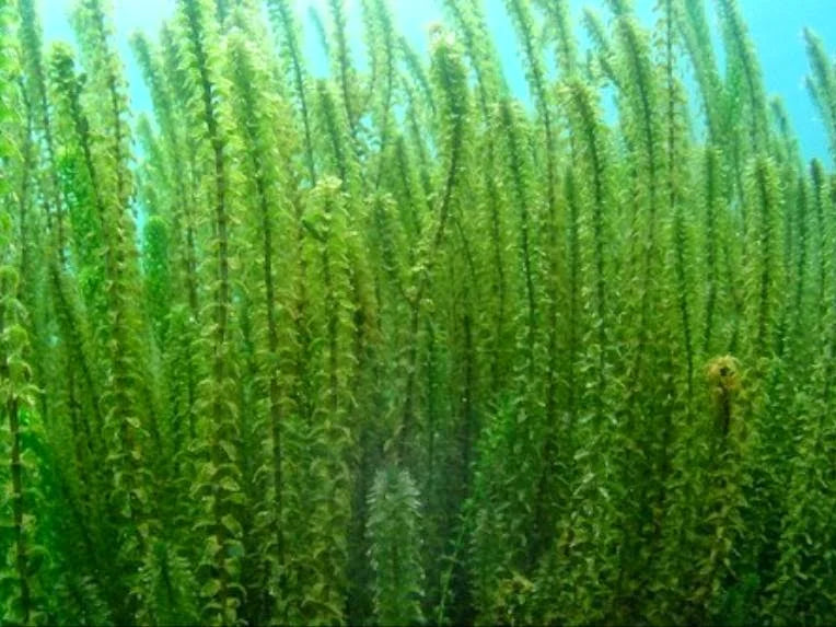 ELODEA CANADENSIS - VivaiVanetti