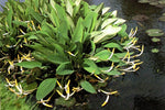 ORONTIUM AQUATICUM (Clava d’oro) - VivaiVanetti