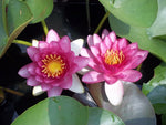 PERRY'S STRAWBERRY PINK - VivaiVanetti