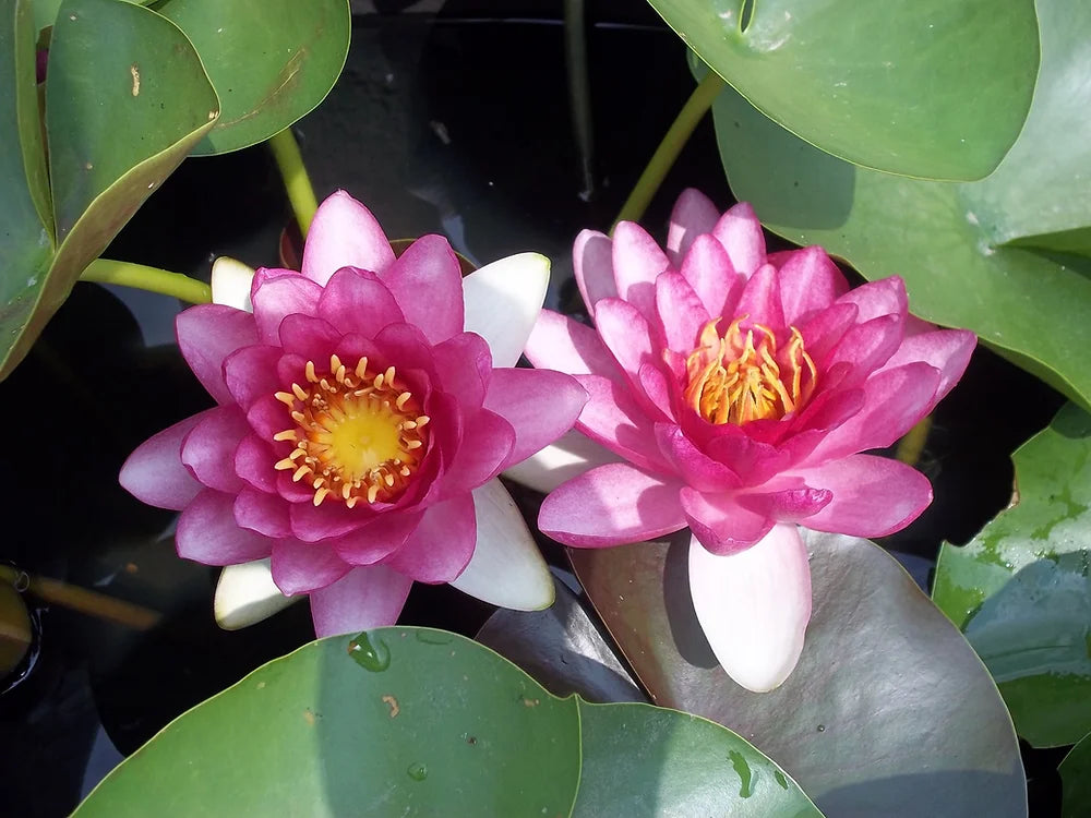 PERRY'S STRAWBERRY PINK - VivaiVanetti