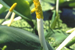 ORONTIUM AQUATICUM (Clava d’oro) - VivaiVanetti