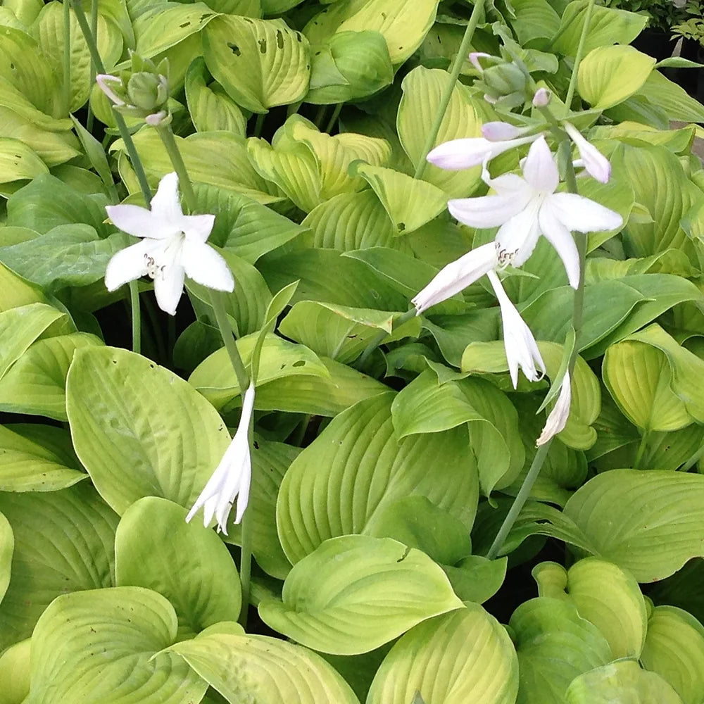 HOSTA GUACAMOLE - VivaiVanetti