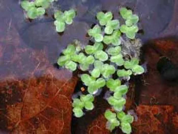 LEMNA MINOR (Lenticchia d'acqua) - Non Disponibile - VivaiVanetti