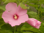 HIBISCUS MOSCHEUTOS - VivaiVanetti