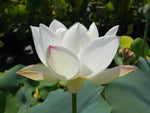 Nelumbo Children LOTUS - VivaiVanetti