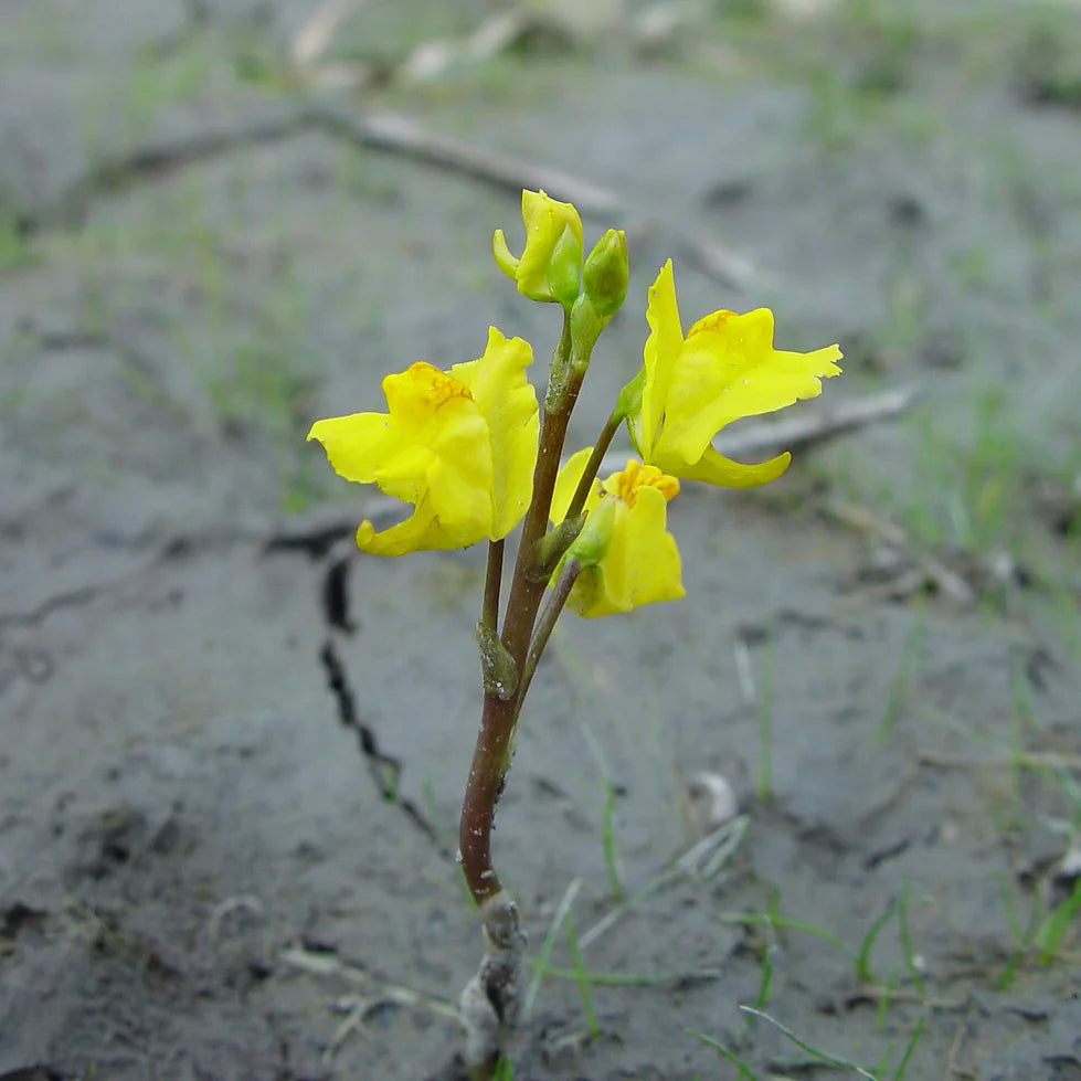 UTRICULARIA VULGARIS (Erba vescica) - VivaiVanetti