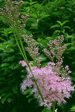 FILIPENDULA RUBRA VENUSTA - VivaiVanetti