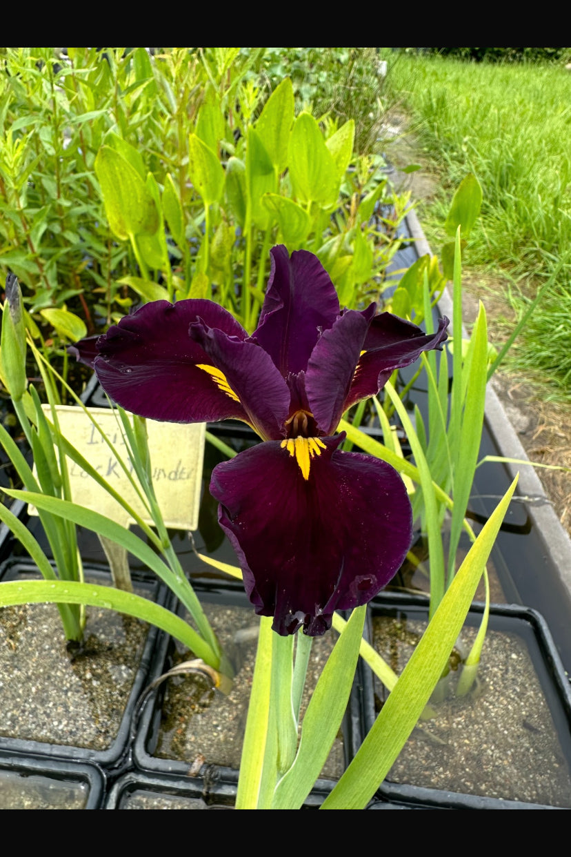 Iris Louisiana Night Thunder - VivaiVanetti