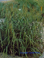 CAREX PENDULA - VivaiVanetti