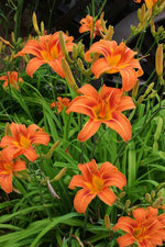HEMEROCALLIS FULVA - VivaiVanetti