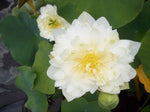 XIANG SHAN LIAN - VivaiVanetti