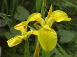 Iris pseudacorus (Giaggiolo acquatico) - VivaiVanetti
