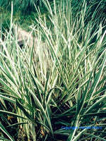 ACORUS CALAMUS "VARIEGATUS" - VivaiVanetti