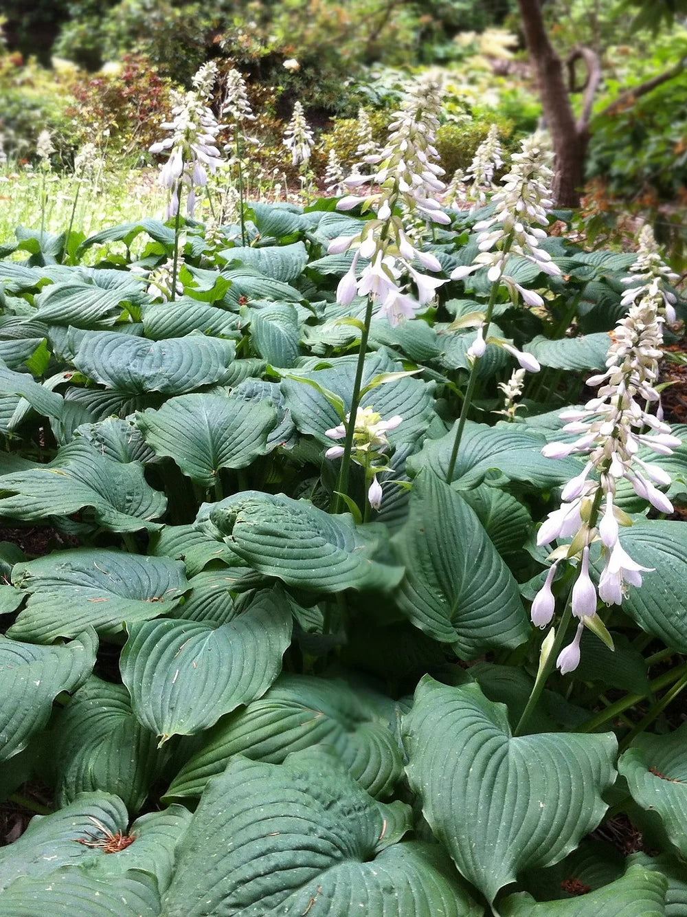 HOSTA SIEBOLDIANA "ELEGANS" - VivaiVanetti