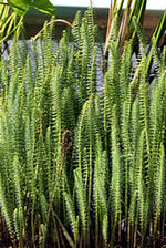HIPPURIS VULGARIS - VivaiVanetti