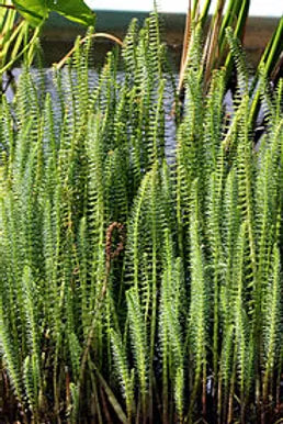 HIPPURIS VULGARIS - VivaiVanetti