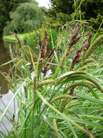CAREX RIPARIA - VivaiVanetti