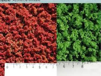 AZOLLA CAROLINIANA - VivaiVanetti