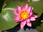 ODORATA HELEN FOWLER - VivaiVanetti