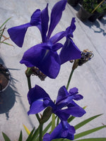 Iris laevigata blu - VivaiVanetti
