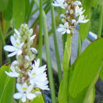 PONTEDERIA CORDATA "ALBA" - VivaiVanetti