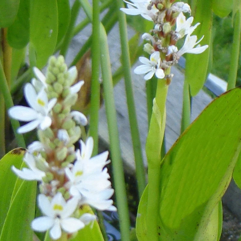 PONTEDERIA CORDATA "ALBA" - VivaiVanetti